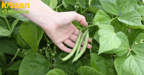 स्वास्थ्य पैक फ्रेंच बीन्स की खेती कैसे और क्या किया जाता है